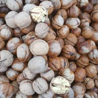 گردو درجه یک ودرشت|خوردنی و آشامیدنی|تهران, مسگرآباد|دیوار