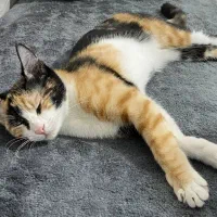 واگذاری گربه رایگان|گربه|مرودشت, ابوذر جنوبی|دیوار