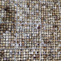 فروش تخم نطفه دار بلدرچین نژاد فوق سنگین