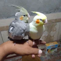 جوجه عروس|پرنده|سراوان, |دیوار