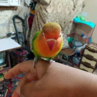 سلام یک جفت کوتوله ماده رام نر رام نیست|پرنده|چابهار, |دیوار