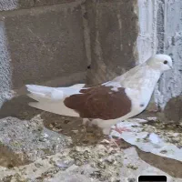 کفتر رنگی خوب