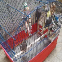 عروس هلندی مولد و دو تا جوجه دونخور و قفس و لوازم