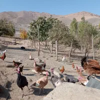 بوقلمون ارگانیک تمیزب شرط سالم همه داروی شده