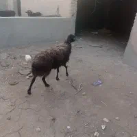 ب میش جوان