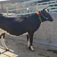شنگل ۵ماه آبستن