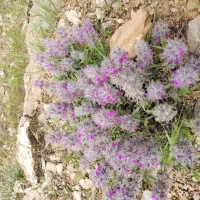 چای کوهی|خوردنی و آشامیدنی|زرین دشت (همدان), |دیوار