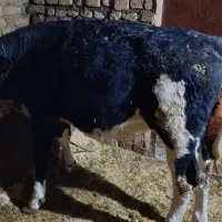 گوساله ماده|حیوانات مزرعه|دهگلان, |دیوار