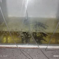 ماهیوآکواریوم باپاییه پرت پلارگوشت خواروگیاه خوار|ماهی|تهران, گرگان|دیوار