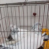 باسلام یه جفت شیخ نسل قدیم فروشی|پرنده|شادگان, |دیوار