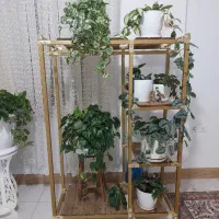استند