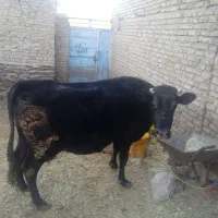 سلام یک رس گاو ابستن 8