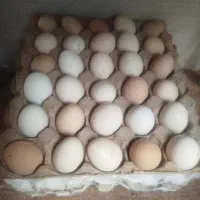 تخم مرغ گلین نطفه دار