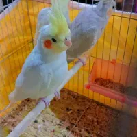 عروس هلندی خوشکل و ناناز|پرنده|شیراز, وزیرآباد|دیوار