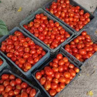 گوجه فرنگی برای رب