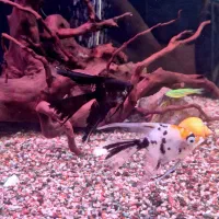 آنجل کوی ماربل  و آنجل چهل گیس