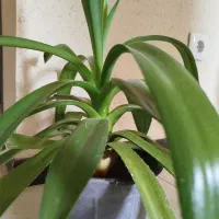 معاوضه گل