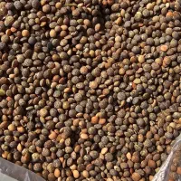 عدس‌کردی|خوردنی و آشامیدنی|سرپل ذهاب, |دیوار