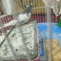 مرغ عشق|پرنده|قائن, |دیوار