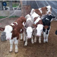 فروش گاو گوساله سمینتال هلشتاین|حیوانات مزرعه|بندر ترکمن, |دیوار