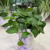 انواع گل اپارتمان