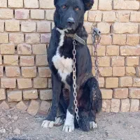 سگ نر سرابی برخوار دولت آباد