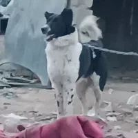 قدرجونی|سگ|رباط‌کریم, شهرک صنعتی زواره‌ای|دیوار