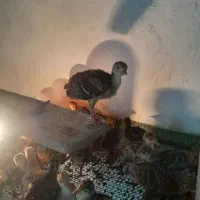 جوجه بوقلمون