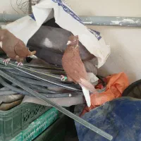 سلام خدمت دوستان  دم سفید|پرنده|تربت‌حیدریه, یحیی آباد|دیوار