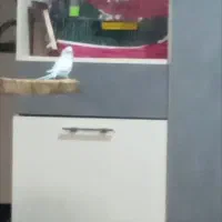 فروش قفس پرنده