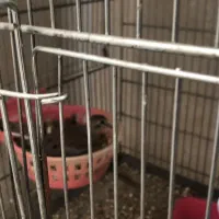 جفت ابلغ تک خال با یه جفت ناماکوا|پرنده|شیراز, شهرک مدرس|دیوار