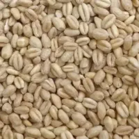 گندم دیم وابی|حیوانات مزرعه|قصرشیرین, |دیوار