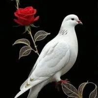 کبوترقاره نرفراری دادم پاشم یه حلقه سبزداره