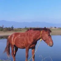 نر۵سال سلامت