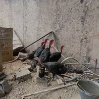 بوقلمون