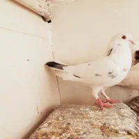 کبوتر|پرنده|دزفول, |دیوار