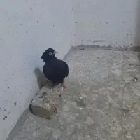 کبوتر|پرنده|شاهین‌شهر, گرگاب|دیوار
