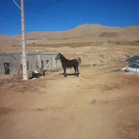 مادیون جوان چهارساله