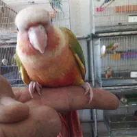 گرینچیک  آناناسی دبل رد.