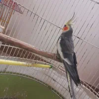 عروس هلندی باهوش|پرنده|سنگر, |دیوار