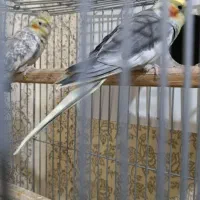 عروس هلندی|پرنده|گلبهار, شهر جدید گلبهار|دیوار