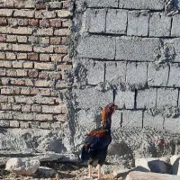 مرغ‌وخروس‌لاری|حیوانات مزرعه|نیر (اردبیل), |دیوار