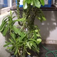 گل افیبوریا فیگلونا زیبا.وشاداب..