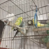 مرغ عشق|پرنده|قزوین, |دیوار