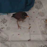 جوجه مینا ۲۰ روزه