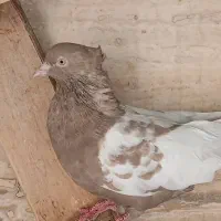 نر سینه قهوه ای|پرنده|اهواز, فرهنگ شهر|دیوار