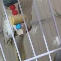 عروس هلندی جفت|پرنده|مشهد, هدایت|دیوار