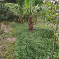 گل چمن یال اسبی|گل و گیاه طبیعی|کتالم و سادات شهر, |دیوار