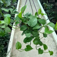 پتوس سبز، نئون ، ارتشی ،حصیری ،مرمری|گل و گیاه طبیعی|رشت, بیجارپس|دیوار