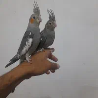عروس هلندی